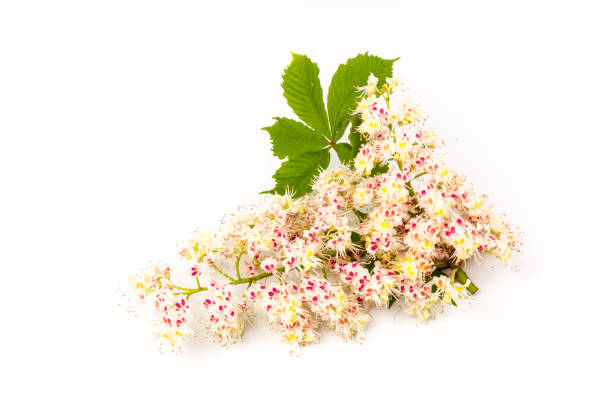 istock Horse-chestnut (Aesculus hippocastanum, Conker tree) flowers and leaf on  white background 1271525918