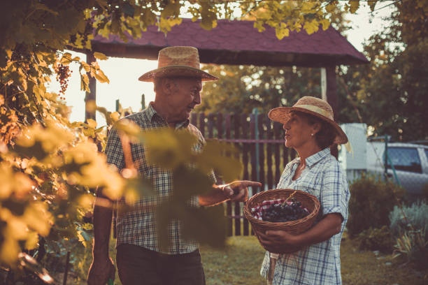 wysoko wytężona para spędza swoje złote lata, zbierając świeże winogrona - 60 65 years zdjęcia i obrazy z banku zdjęć
