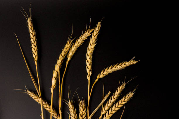 istock Spikelets of golden wheat,  isolated on black background 1271526087