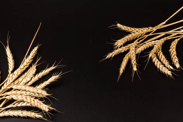 istock Spikelets of golden wheat,  isolated on black background 1271526100