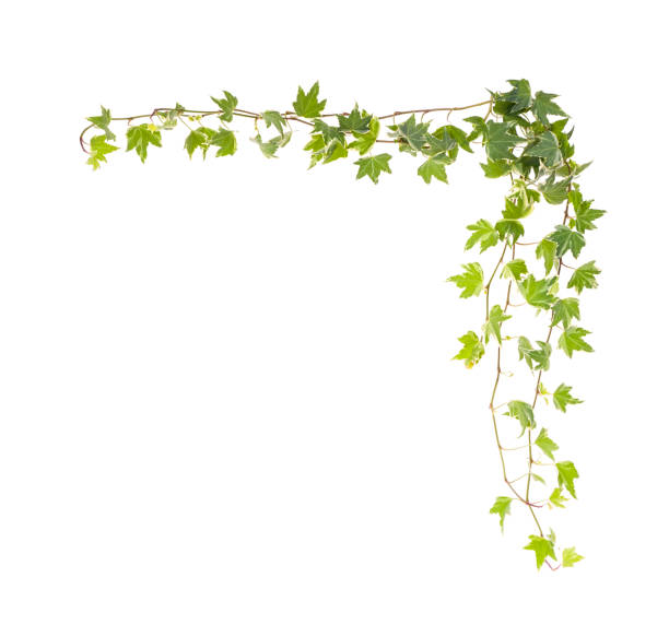 istock ivy leaves isolated on white 1271527175