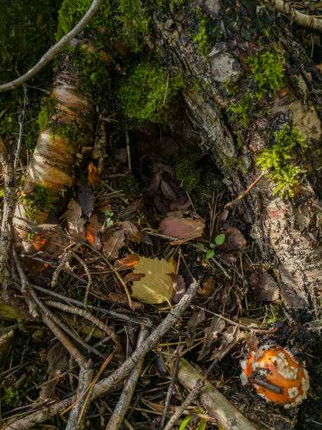 istock Moss-covered tree roots. There are dry branches, yellow leaves between them. Amanita grows out of the ground nearby. 1271527532