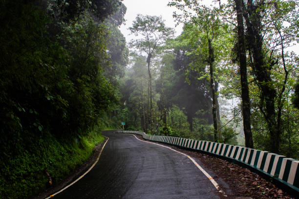 Mountain forest, road with dense pine forest in the mountain, Lepchajagat, Darjeeling. Where nature is at its best.