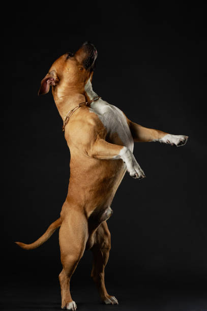 istock american staffordshire terrier 1271529863