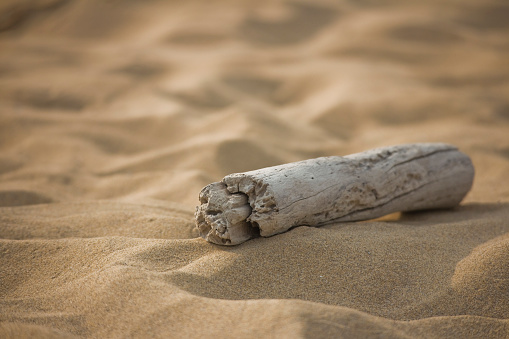 Close-up of piece of driftwood on the beach