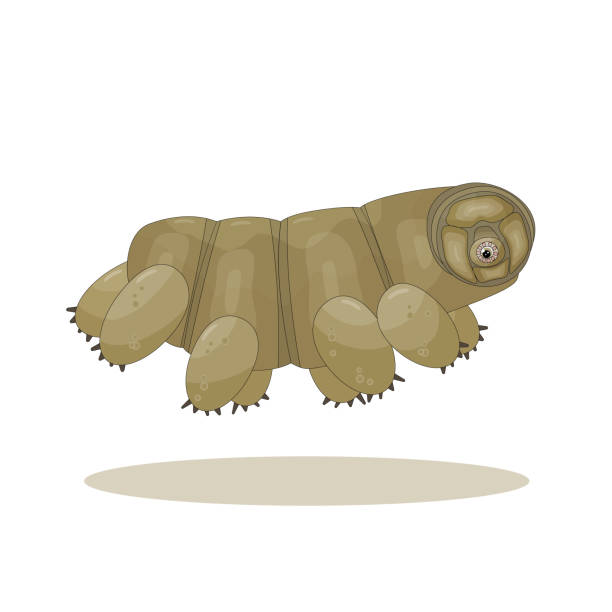 ilustrações, clipart, desenhos animados e ícones de brown isolado feliz quirki bonito desenho animado vetor tardigrade está correndo em fundo branco - water bear