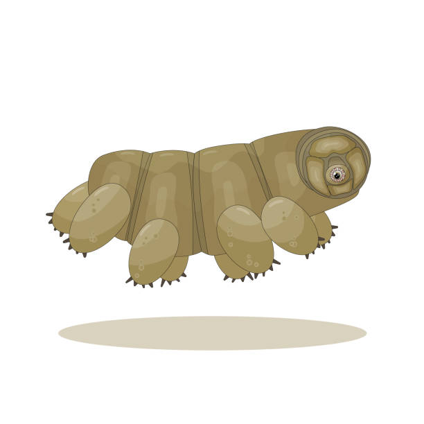 Brown isolated happy quirki cute cartoon vector tardigrade is running on white background Brown isolated happy quirki cute cartoon vector tardigrade is running and jumping on white background water bear stock illustrations