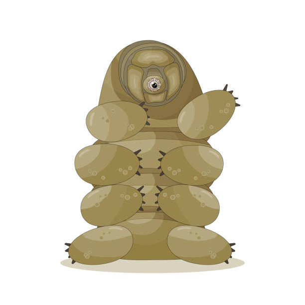 Brown isolated happy quirki cute cartoon vector tardigrade is sitting on white background Brown isolated happy quirki cute cartoon vector tardigrade is sitting on white background and hand is up water bear stock illustrations
