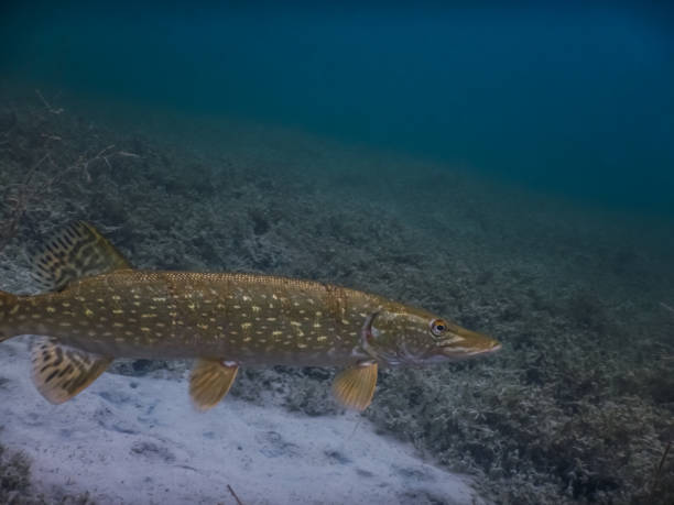 istock beautiful pike while diving in a lake 1271531427