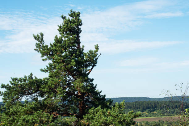 istock Summer Sunny forest landscape, green pine trees. 1271531739