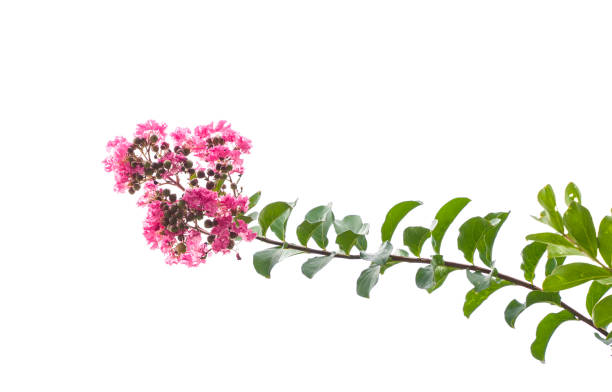 istock crepe myrtle flowers isolated on white 1271532263