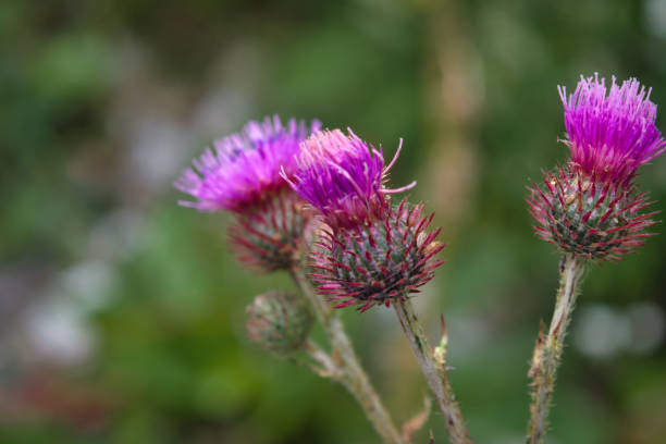 istock Medicinal herb burdock Arctium lappa, blooming violet flowers. soft background 1271532277
