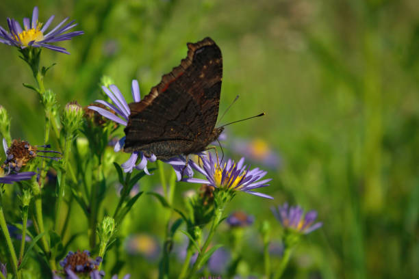 istock A beautiful Peacock Butterfly, Aglais io, nectaring on a Wild aster flower. 1271532302