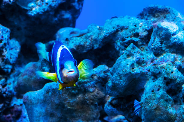 サンゴ礁の熱帯魚 - beauty in nature coral angelfish fish ストックフォトと画像