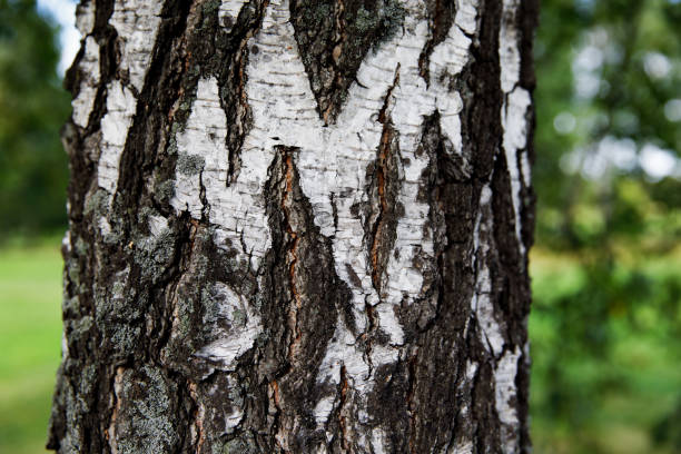 istock Bark of a birch tree close up. Texture, background. 1271533545