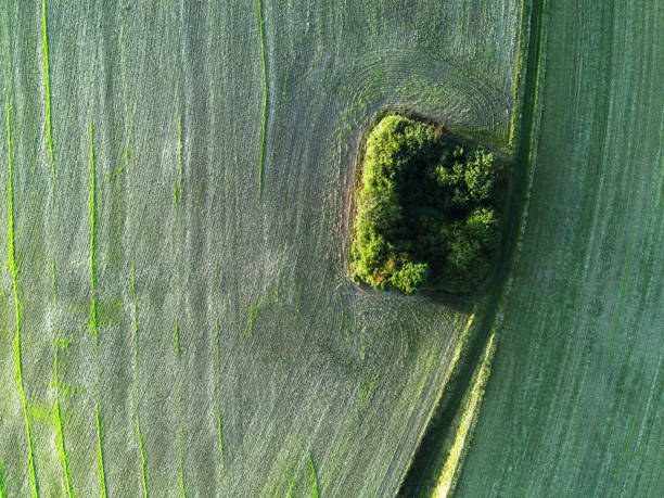 istock Cereal field after harvest 1271533715