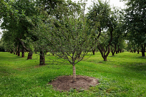 A young apple tree planted in an old apple orchard. Beautiful well-kept garden, green grass.