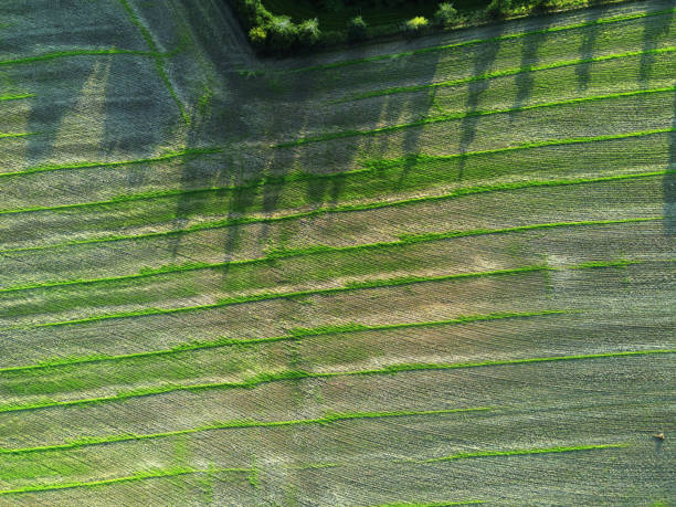 istock Cereal field after harvest 1271534074