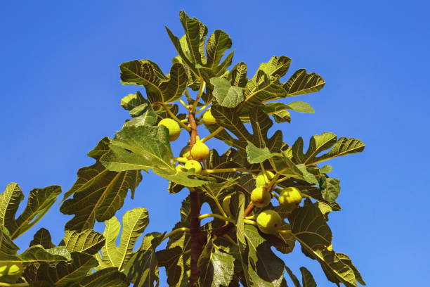 istock Branches of fig tree with leaves and fruits 1271534088