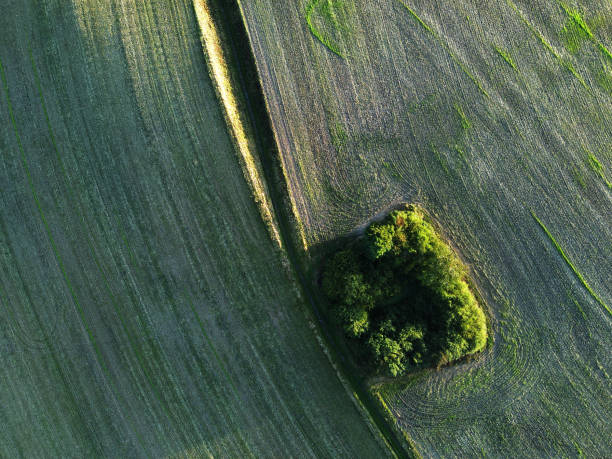istock Cereal field after harvest 1271534722