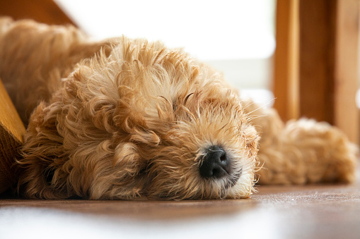 After a long, hard morning of chasing balls and biting toes, this little Cavapoo puppy takes a much deserved nap.