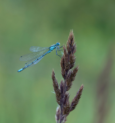 Close up of Common Blue Damselfly at rest