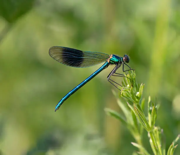 Male Banded Demoiselle resting in sunlight on wildflower