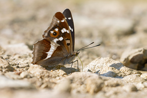 Close Up of Butterfly Wings