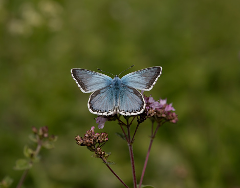 A male Chlakhill Blue Butterfly resting with open wings on wild flower