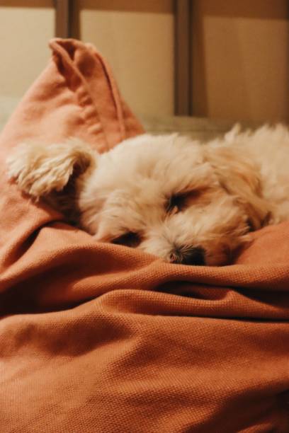 istock Havana dog bichon 1271535434