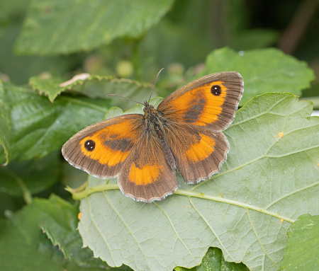 Open winged image of a Gatekeeper Butterfly resting on leaf.