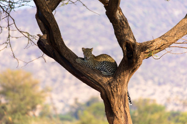 木の枝のチーター - leopard kruger national park south africa africa ストックフォトと画像