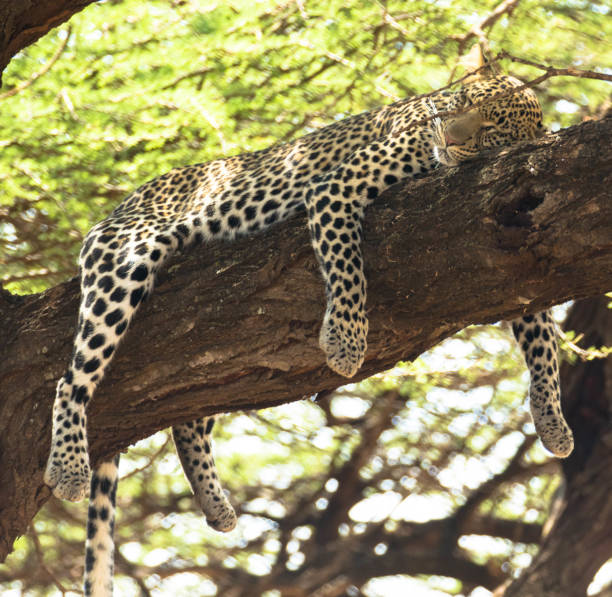 istock A cheetah in the branches of a tree 1271536749