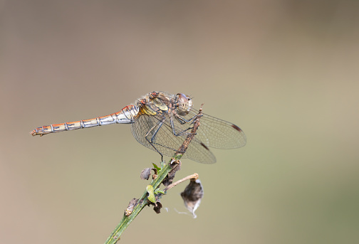 A Common Darter Dragonfly resting in sunlight