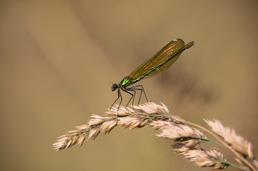 Male of a small shiny dragonfly Banded demoiselle (Calopteryx splendens) on the grass on the river bank