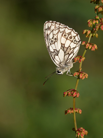 Marbled White Butterfly resting in sunlight