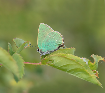 A Green Hairstreak Butterfly resting on Hawthorn bush leaf