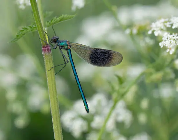 An early morning image of a Banded Demoiselle with dewdrops