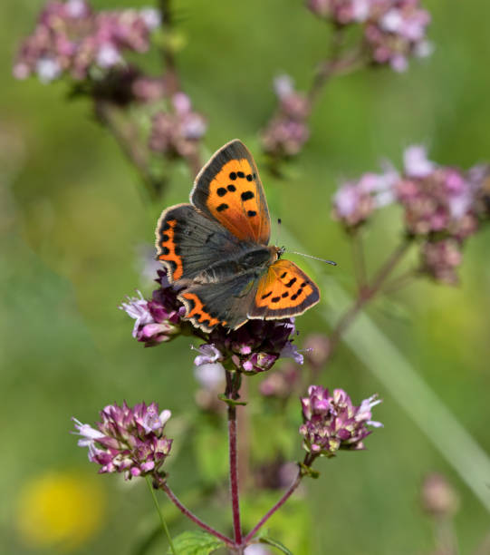 small copper butterfly (lycaena phlaeas) - small copper butterfly imagens e fotografias de stock