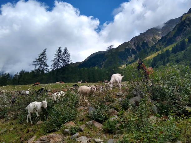 istock herd of goats graze with stunning mountain panorama in background 1271538206
