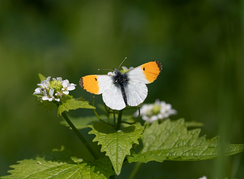 An Orange-tip butterfly with open wings nectaring on Garlic mustard plant
