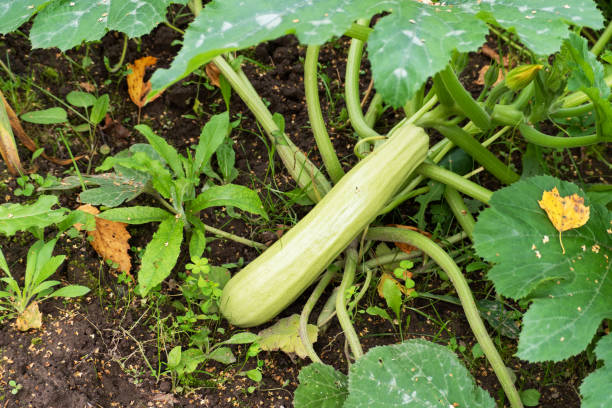 istock Zucchini grows in a garden bed. 1271540398
