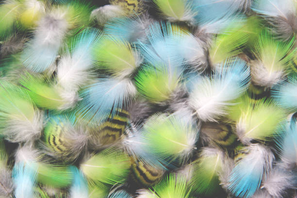 istock Plumage, wavy parrot, feathers , molt, budgerigar. 1271540963