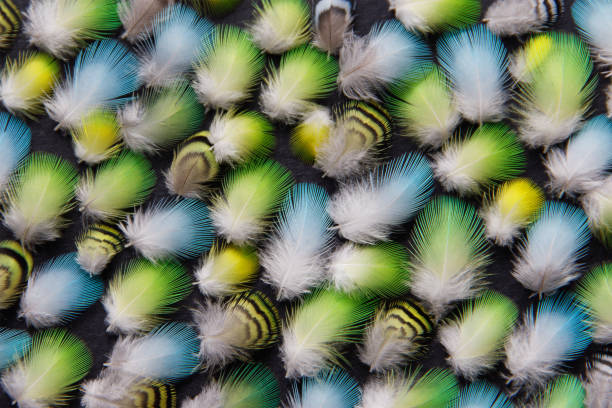 Bright feathers of a wavy parrot on a dark background.