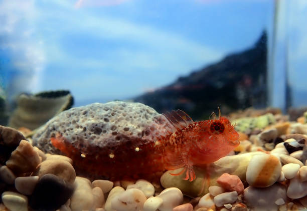 istock Zvonimirs blenny, Mediterranean fish - (Parablennius zvonimiri) 1271541898