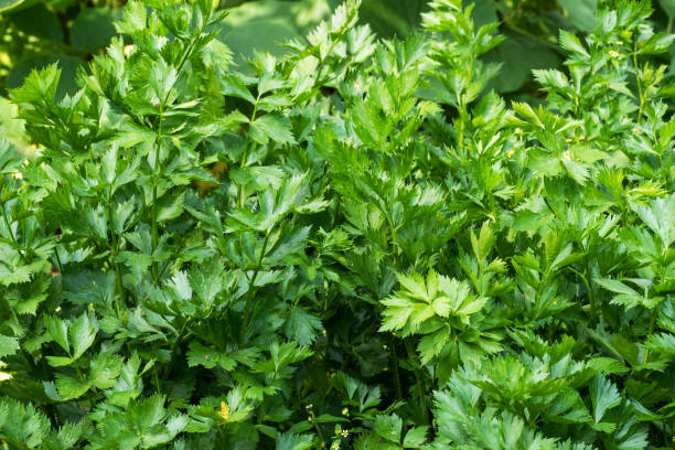 istock Green celery grows in a garden bed. 1271541964