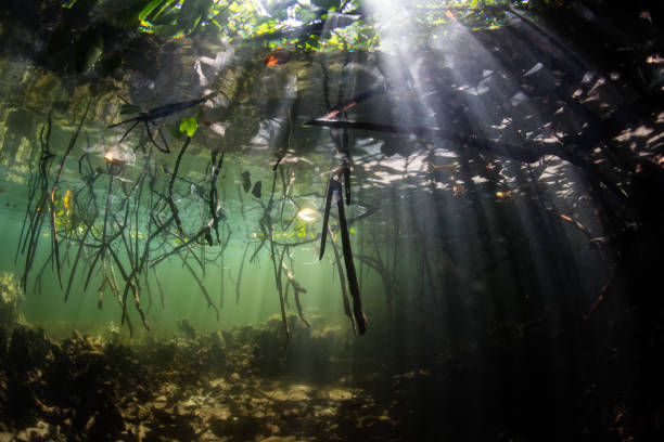 istock Light and Shadows in Shallow Mangrove Forest 1271541975