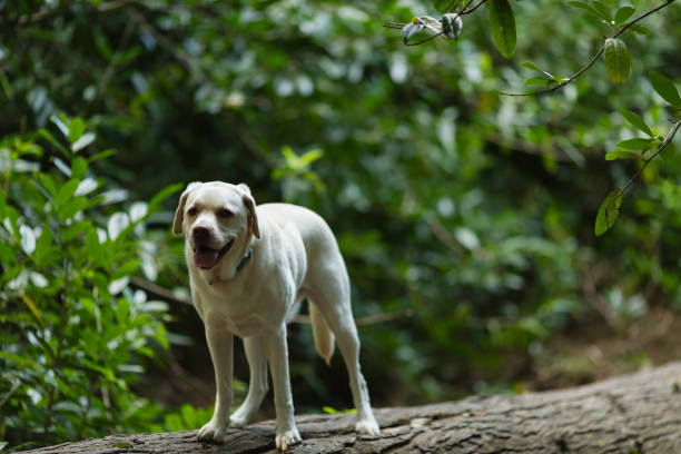 istock Yellow Labrador Retriever standing on a fallen tree trunk 1271543520