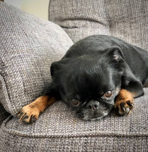 Small dog small brabançon Brussels griffin Small dog petit brabançon griffon bruxellois lying on the sofa brussels griffon dog lying down stock pictures, royalty-free photos & images