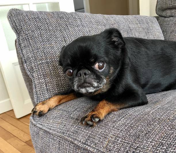 Small dog small brabançon Brussels griffin Small dog petit brabançon griffon bruxellois lying on the sofa brussels griffon dog lying down stock pictures, royalty-free photos & images